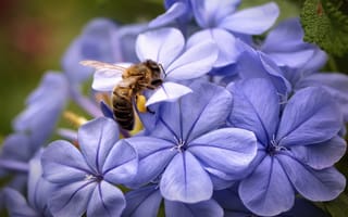Картинка цветы, пчела, макро