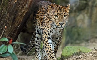 Картинка хищник, дикая кошка, леопард