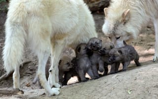Картинка волк, семейство, волчата, малыши, волчица, потомство