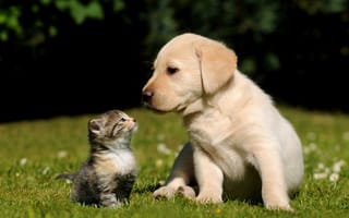 Картинка трава, собака, котенок, щенок, кошка