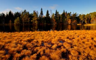Картинка лес, желтая, река, осень, трава