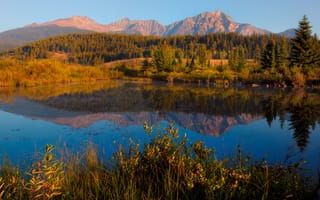 Картинка canada, alberta, morning dew - cottonwood slough, jasper national park