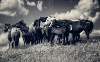 Картинка лошади, табун, облака, луг, кони, черно-белая