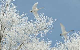 Картинка flight, frosty, swans