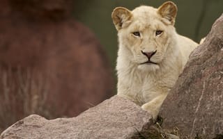 Картинка white, cub, lion, львица, female, молодая