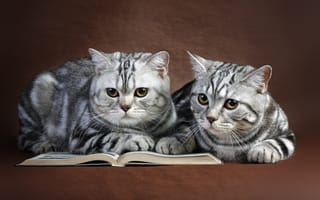 Картинка кошки, книга, парочка, коты