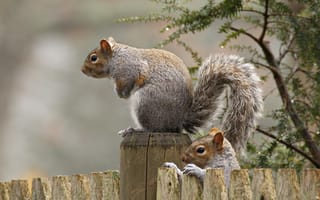Картинка забор, белки, squirrels