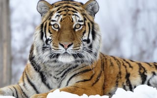 Картинка snow, sitting, tiger