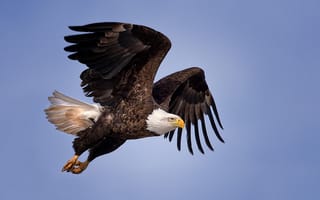 Картинка белоголовый орлан, полет, природа, птица