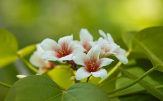 Картинка макро, китайское тунговое дерево, листья, цветение