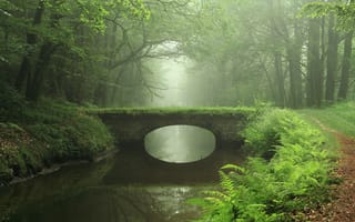 Картинка лес, мост, дорога, туман