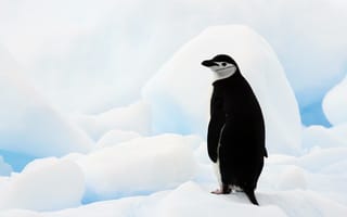 Обои антарктида, пингвин, льдины, антарктический пингвин