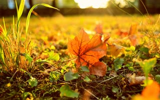 Картинка осень, макро, трава, листья
