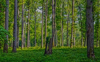 Картинка forest, france, orne alencon, around