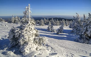 Картинка деревья, germany, снег, saxony-anhalt, германия, Зима, саксония-анхальт