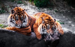 Картинка zoo, diergaarde blijdorp, holland, rotterdam, tigers