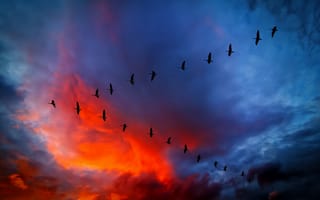 Картинка canada, v formation, sunset, geese