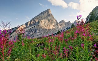 Картинка горы, цветы, берхтесгаден, германия, скалы