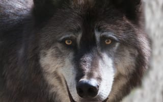 Картинка волк, alfa, alaska, wolf, альфа-самец, zoo