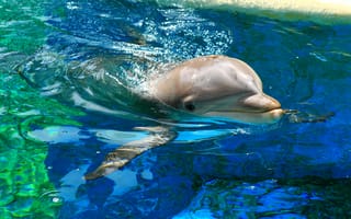Картинка вода, волны, дельфин