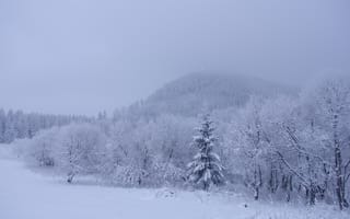 Картинка деревья, снег, пейзаж, Зима
