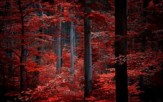 Картинка природа, багровые, деревья, бордовые, осень, красные, листья, лес