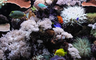 Обои подводный мир, аквариум, рыбы, кораллы