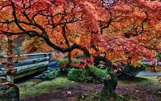Картинка деревья, пейзаж, портленд, японский сад