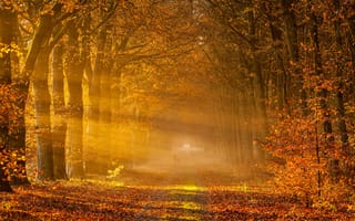 Картинка netherlands, drenthe, golden rays of autumn, drowen