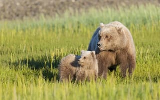 Картинка трава, луг, медведи, медвежонок, медведица, материнство