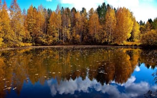 Обои деревья, озеро, осень, пейзаж