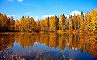 Картинка деревья, лес, пейзаж, осень, озеро
