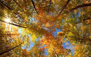 Картинка природа, осень, кроны, деревья