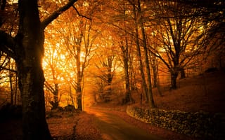 Картинка деревья, осень, пейзаж, дорога