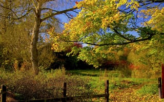 Картинка деревья, забор, осень, пейзаж, дорога