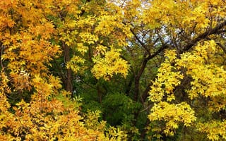 Картинка осень, сентябрь, желтые листья