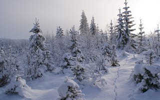 Картинка деревья, Зима, пейзаж, снег
