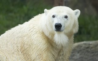 Картинка хищник, белый, полярный, медведь