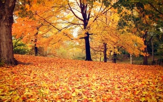 Картинка деревья, лес, пейзаж, осень, парк