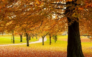 Картинка деревья, парк, дорожка, осень, пейзаж