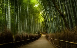 Обои природа, дорога, бамбуковый лес