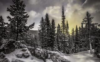 Картинка закат, Зима, пейзаж, лес, деревья