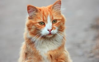 Картинка кот, рыжий, морда