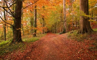 Картинка пейзаж, дорога, лес, осень