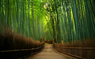 Картинка природа, бамбуковый лес, дорога