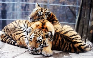Картинка амурский тигр, panthera tigris altaica, тигрята