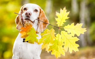 Картинка осень, держит, спаниель, собака, ветка дуба, листья