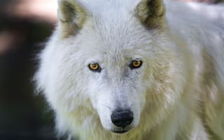 Обои взгляд, арктический волк, морда, волк, мелвильский островной волк