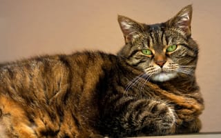 Картинка кот, глаза, зеленые, кошка, полосатый