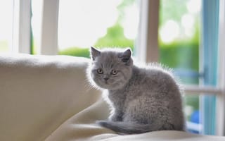 Картинка kitten, shorthair, british